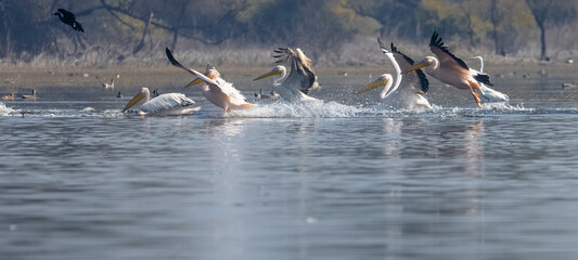 Naklejka premium Great white pelican (Pelecanus onocrotalus) or rosy pelican bird flying in sky. Pelican migration in India during winter season.