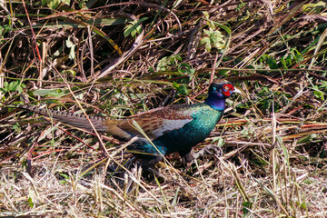雄の
構造色が美しいニホンキジ（キジ科）
英名学名：Japanese Pheasant (Phasianus versicolor, family comprising Phasianus pheasant)
栃木県栃木市渡良瀬遊水地-2024
