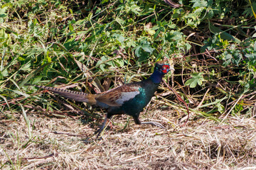 雄の
構造色が美しいニホンキジ（キジ科）
英名学名：Japanese Pheasant (Phasianus versicolor, family comprising Phasianus pheasant)
栃木県栃木市渡良瀬遊水地-2024

