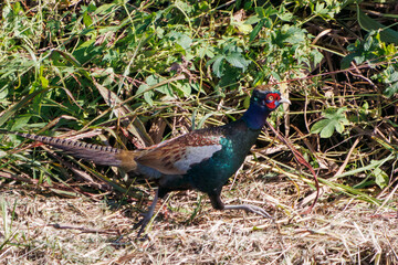 雄の
構造色が美しいニホンキジ（キジ科）
英名学名：Japanese Pheasant (Phasianus versicolor, family comprising Phasianus pheasant)
栃木県栃木市渡良瀬遊水地-2024
