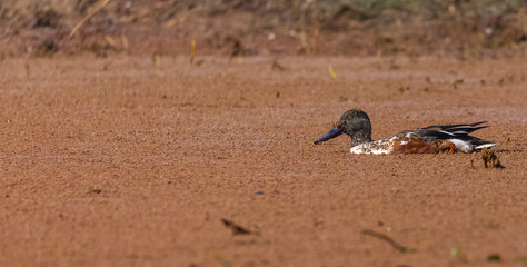 Northern shoveler (Spatula clypeata) duck floating on river in forest.	
