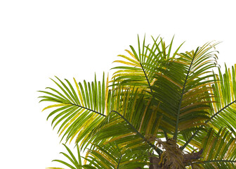 Fototapeta premium palm Tree Leaves isolated on transparent background. palm tree with green leaves on transparent background. Isolated palm tree on white background. cutout palm tree leaves PNG. Ravenea hildebrandtii.