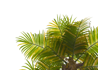 palm Tree Leaves isolated on transparent background. palm tree with green leaves on transparent background. Isolated palm tree on white background. cutout palm tree leaves PNG.  Ravenea hildebrandtii.