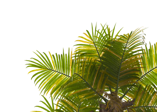palm Tree Leaves isolated on transparent background. palm tree with green leaves on transparent background. Isolated palm tree on white background. cutout palm tree leaves PNG.  Ravenea hildebrandtii.