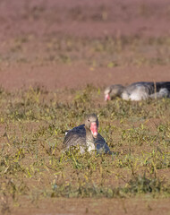 Greylag goose duck (Anser anser) floating in river.