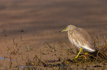 Pond Heron (Ardeola) bird fishing near water body at forest.