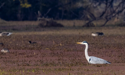Gray Heron bird fishing near water body in forest.