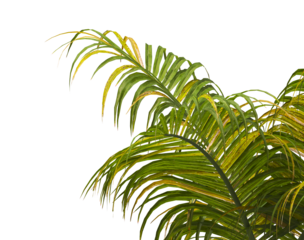 palm Tree Leaves isolated on transparent background. palm tree with green leaves on transparent background. Isolated palm tree on white background. cutout palm tree leaves PNG.  Ravenea hildebrandtii.