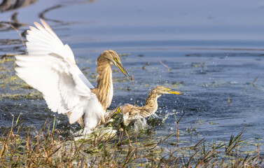 Pond Heron (Ardeola) bird mating near water body at forest.	