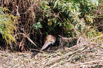 雄の
構造色が美しいニホンキジ（キジ科）
英名学名：Japanese Pheasant (Phasianus versicolor, family comprising Phasianus pheasant)
栃木県栃木市渡良瀬遊水地-2024
