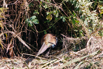 雄の
構造色が美しいニホンキジ（キジ科）
英名学名：Japanese Pheasant (Phasianus versicolor, family comprising Phasianus pheasant)
栃木県栃木市渡良瀬遊水地-2024
