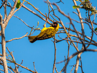 A village weaver bird (Ploceus cucullatus), photographed in Hwange National Park.