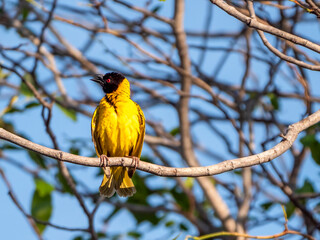 A village weaver bird (Ploceus cucullatus), photographed in Hwange National Park.