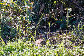 雌の
構造色が美しいニホンキジ（キジ科）
英名学名：Japanese Pheasant (Phasianus versicolor, family comprising Phasianus pheasant)
栃木県栃木市渡良瀬遊水地-2024
