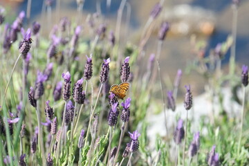 Papillon orange sur les fleurs violetttes