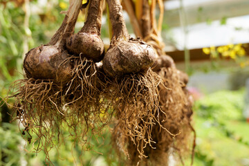 Garlic bulbs from a backyard garden drying to maintain freshness. Sustainable gardening encourages healthier lifestyles, reduced waste, and organic nutrition