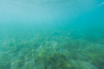 Vibrant underwater scene with lush green plants swaying in the gentle current. Sunlight filters through the water, illuminating the aquatic ecosystem.