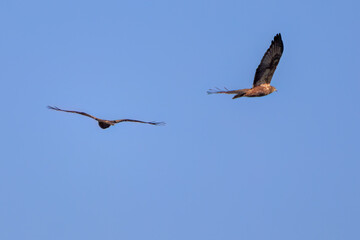 ペアで狩りのために飛翔する美しいチュウヒ（タカ科）
栃木県栃木市渡良瀬遊水地-2024
