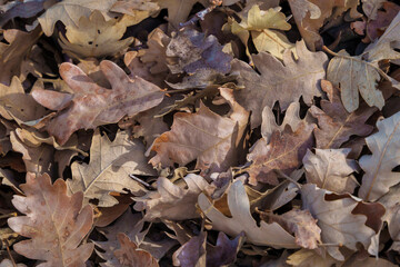 Detailed Close-Up of Dry Oak Leaves on the Forest Floor