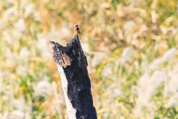 雄の
可愛いジョウビタキ（ヒタキ科）
英名学名：Daurian Redstart (Phoenicurus auroreus)
栃木県栃木市渡良瀬遊水地-2024

