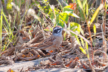 餌を探す可愛いホオジロ（ホオジロ科）
英名学名：Meadow Bunting (Emberiza cioides, family comprising buntings) 
栃木県栃木市渡良瀬遊水地-2024
