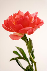 Elegant Coral Red Peony Flower Blooming with Green Leaves and Stem on Light Background. Floral, Spring, and Nature Theme. Perfect for Marketing, Design and Creative Project