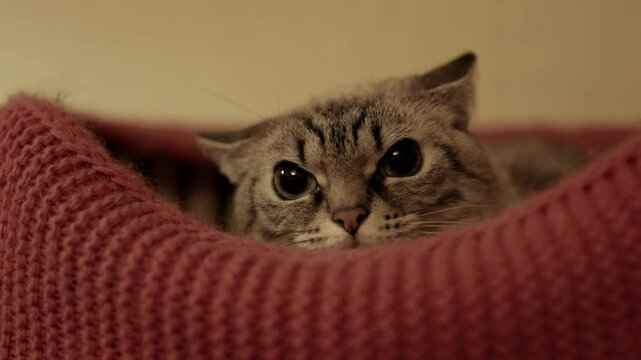 Angry frightened tabby cat with big eyes lying in bed