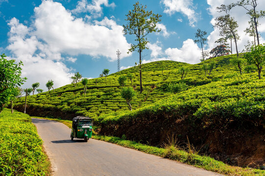 Ella, Sri Lanka. Driving through tea plantations