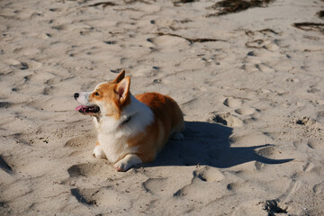 Portrait of welsh corgi pembroke puppy lying on sandy beach