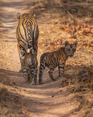 wild female tiger or panthera tigris and cubs at bandhavgarh national park reserve india bold cub in mother protection walking together on forest trail or road showing aggression to safari vehicles