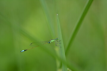 dragonfly on a green leaf