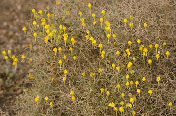 Kickxia heterophylla in flower among branches of Launaea arborescens. Tias. Lanzarote. Canary Islands. Spain.