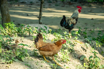 A black colored dying rooster and a brown colored hen are