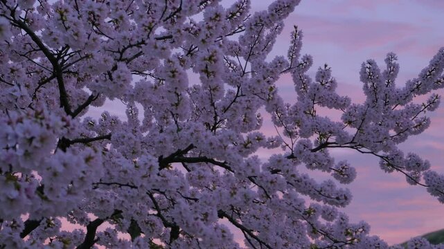 t a single blossoming tree perched atop softly layered ridges, framed by a pastel pink sunset.