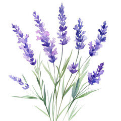 Naklejka premium A watercolor painting depicts a cluster of lavender flowers and stems against a black background.