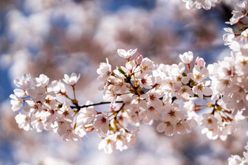 Flowering tree branch with white flowers. Spring background. Blooming tree branches white flowers and blue sky background, close up. Cherry blossom, sakura garden, spring orchard, spring sunny day.