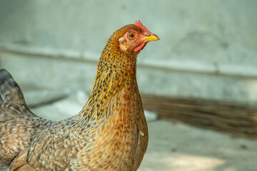 Chickens stand in a backyard. Chicken meat is very popular