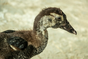 Duck meat is very tasty. Ducklings are tender, small