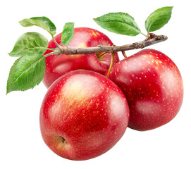 Ripe red apples on branch with green leaves on white background. File contains clipping path.