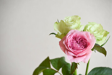 緑とピンクのばら