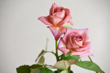 ピンクとブラウンのばら