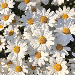 Fototapeta premium A field of daisies blooming in spring