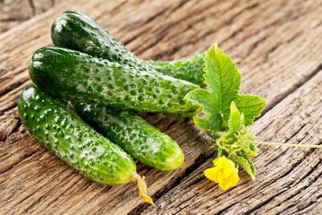 Cucumbers with green cucumber leaf on old rural wooden table.