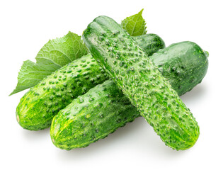 Fresh sweet small cucumbers isolated on white background. Cucumbers that are used to pickling or slicing.