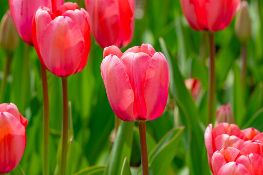 Tulips flowers in a spring field. Red tulips with beautiful bouquet background. Tulip flower. Tulip field in spring. Spring blossom flowers in garden.