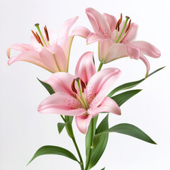 Fototapeta premium Pink lilies in full bloom with vibrant petals and green leaves on white background. flowers display delicate details and graceful appearance