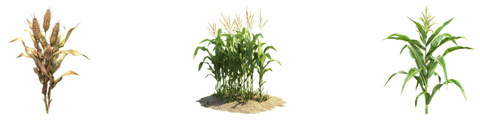 Corn isolated on transparent background, PNG, Set of