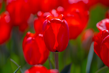 Fototapeta premium Bunch of red tulips. Close up spring flowers. Amazing red pink tulips blooming in garden. Tulip flower plants landscape. Spring blossom background. Spring blossom red and green background.