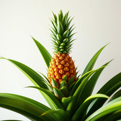 Obraz premium Pineapple plant with a vibrant yellow pineapple growing, growth cycle, tropical fruit plant, tree planting, fruit cultivation, exotic fruit