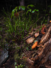 Orange mushrooms growing on decomposing wood, surrounded by verdant foliage in chamonix forest during autumn season